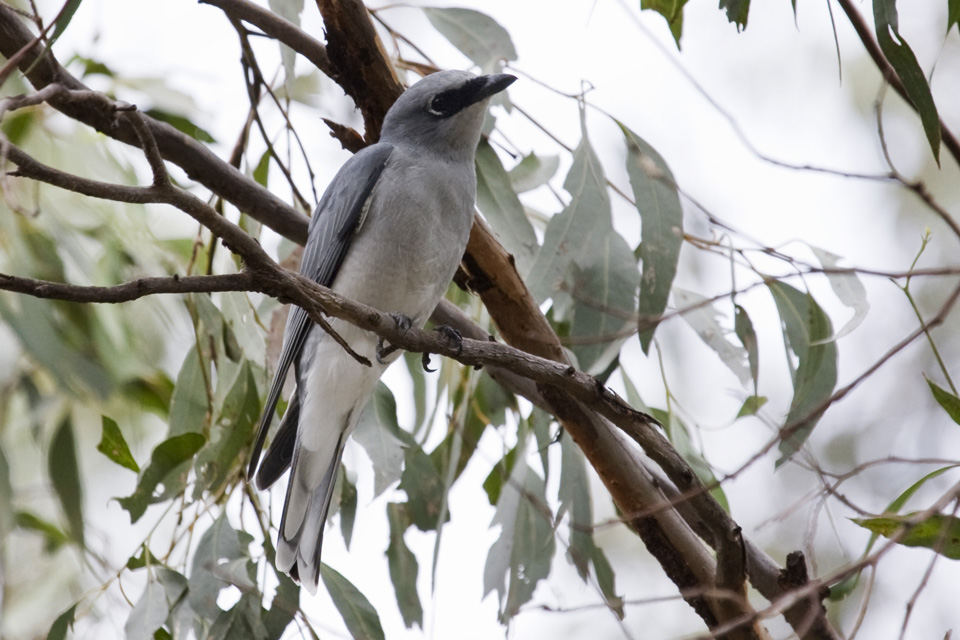 White-bellied Cuckoo-shrike (Coracina papuensis)